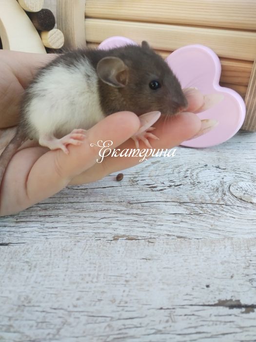 Крысы дамбо хаски, черные дамбо и капюшонки