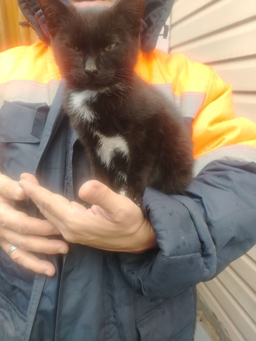 Отдам котика в хорошие руки