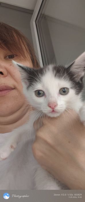 Девочка котенок возраст 1м