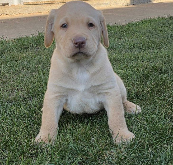 Labrador Retriever