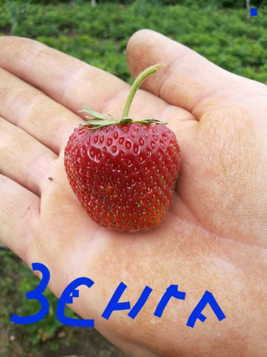 Клубника сорт Зенга -Зенгана