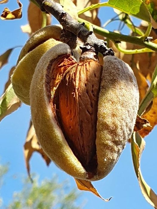 Dud alb/ negru. Mosmon zmeura mur afini diverse soiuri