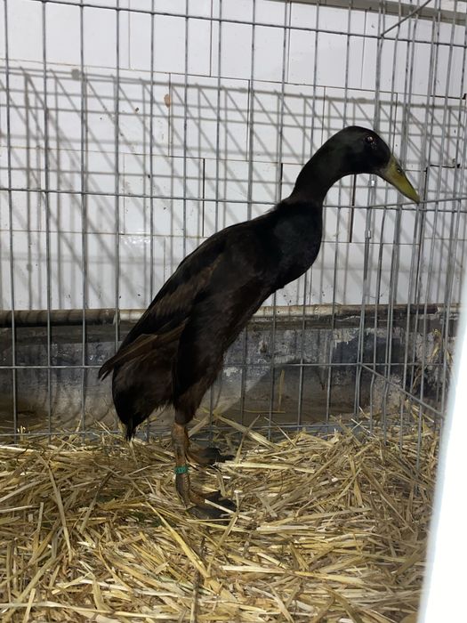 Rate alergatoare  indiene 2025