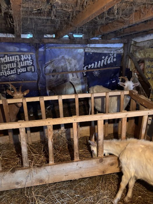 Capre de rasa saneen