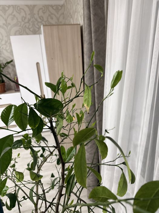 Продам лимонное дерево