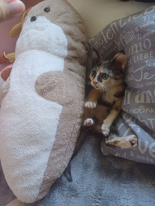 Кошечка в добрые руки