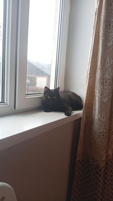 Отдам бесплатно кот