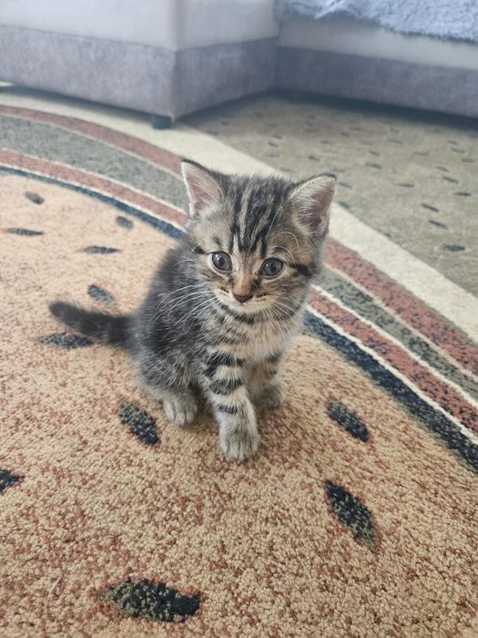 Британские котята