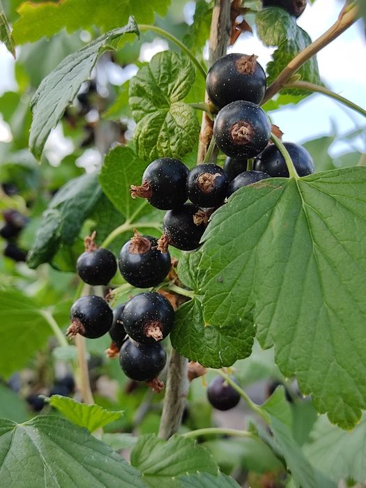 Продам Дачу за Куленовкой