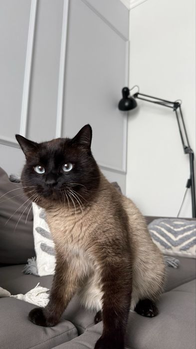 Кот Томпи ищет дом