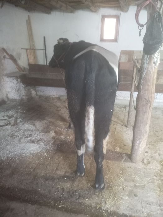 Бука парода месни