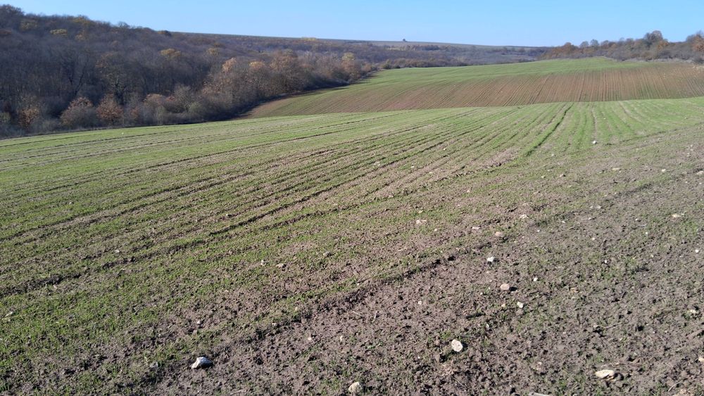 Земеделска земя обл.Варна, общ.Аксаково, с.Зорница