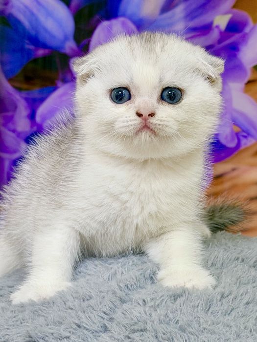 Шотланский Скоттиш Фолд! Шиншилла Серебро!