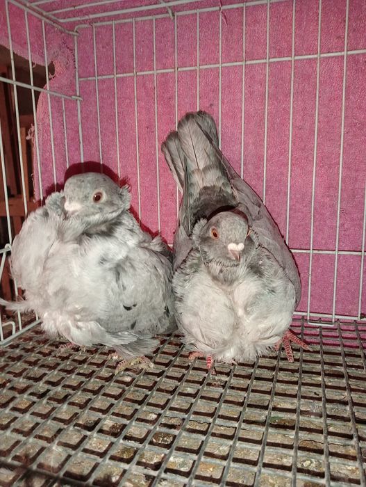 На  продажу чяйки.