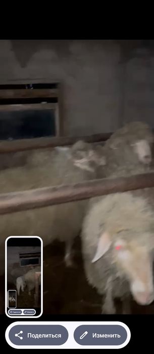 Продам баран с ягнятами