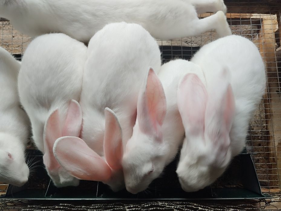 Quyon bolalari заяц