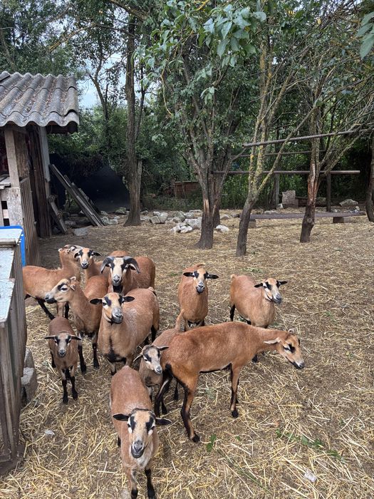 Vand Oi rasa Camerun