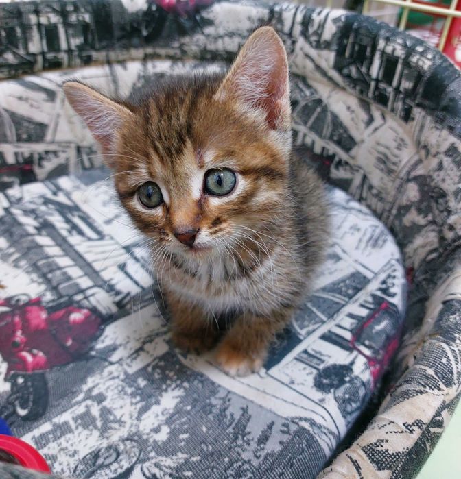 Симпатичная кошечка девочка