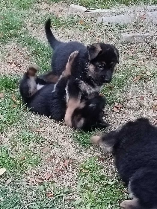 Страхотни малки НОК