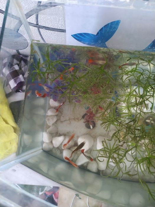 Рыбка гуппи красивые