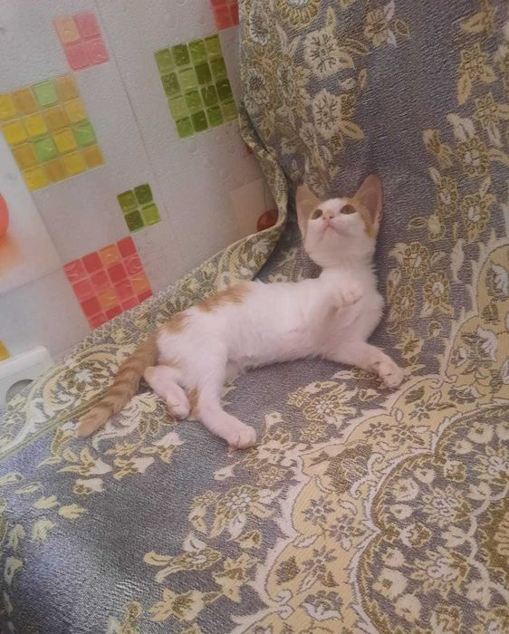 Отдам котёнка в добрые руки