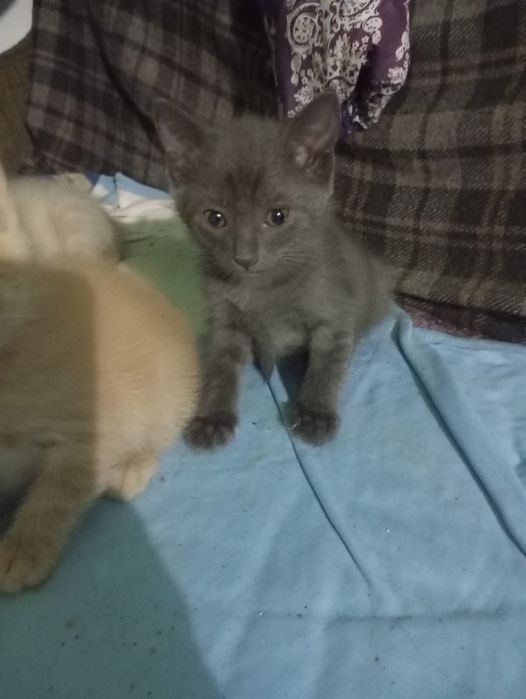 Отдам котят в добрые руки.