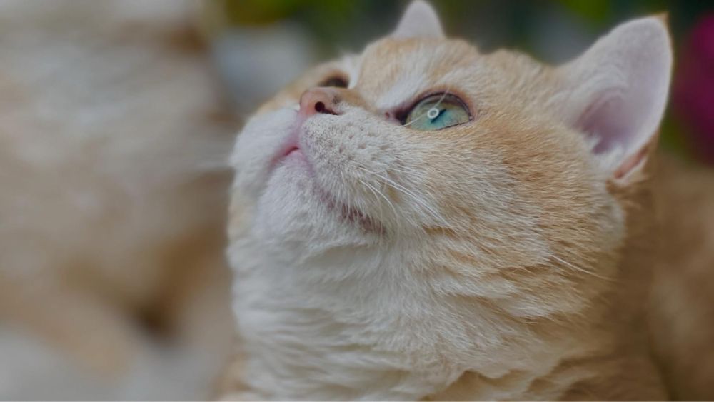 Зрлотая шиншилла