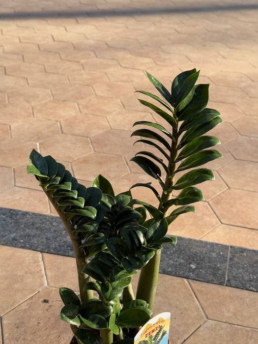 Замиокулькас Зензи