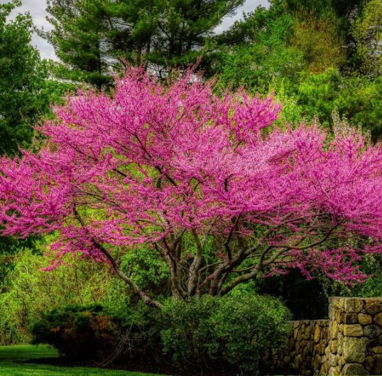 Cercis Canadensis (Arborele Iudei )