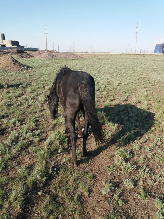 Продается кобыла 6лет