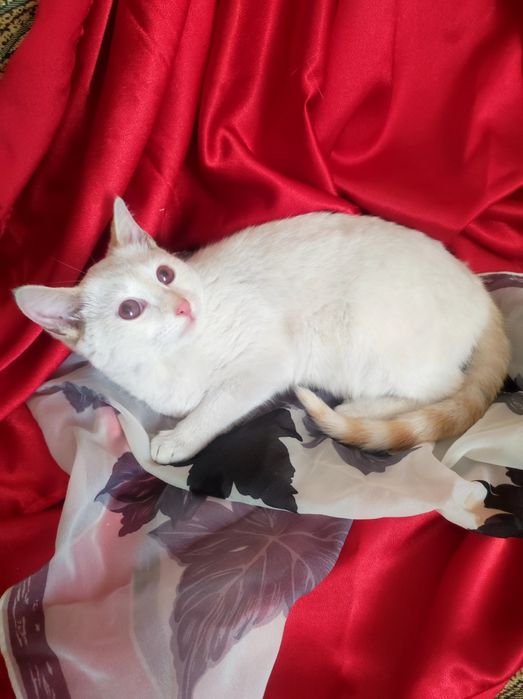 Котенок мальчик 4,5 месяца