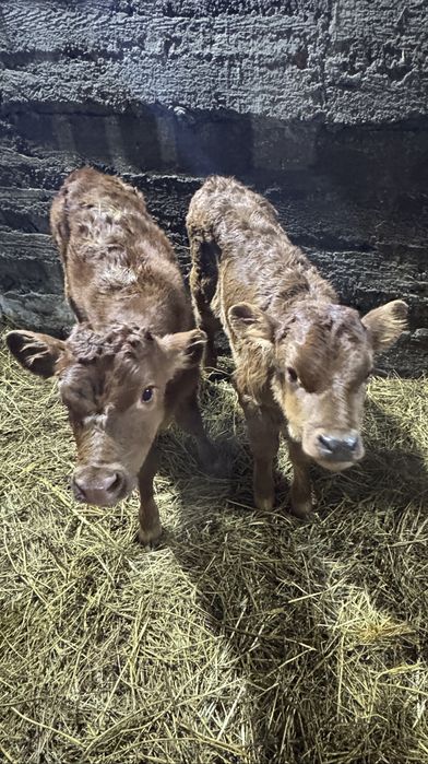 Продам телят ( телочки)