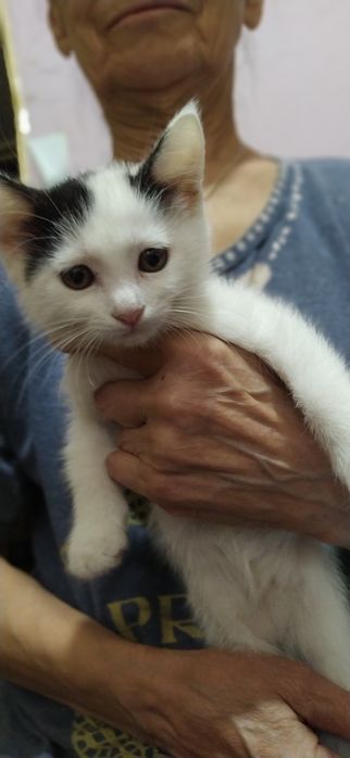 Котята, домашние