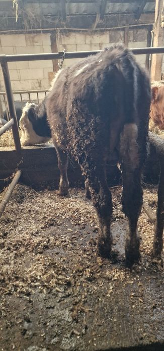 Vand doi taurasi baltati