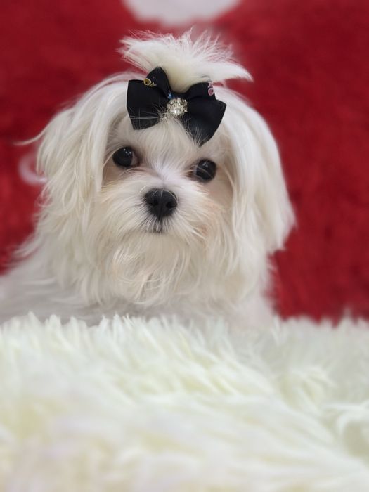 Очень красивый мальчик мини мальтезе