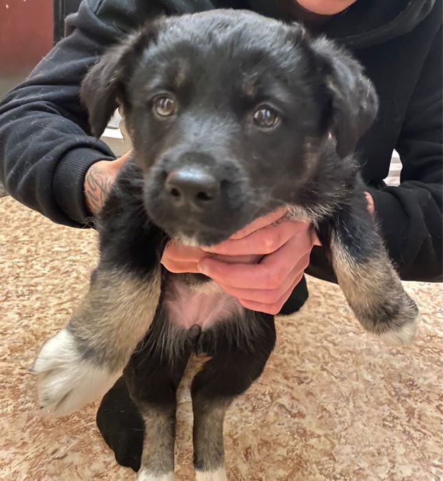 Шиночик девочка ищет дом