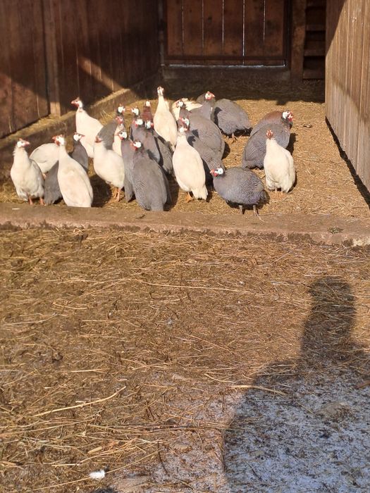 Vând bibilici românești