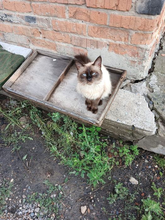 Отдам котика 9 месяцев