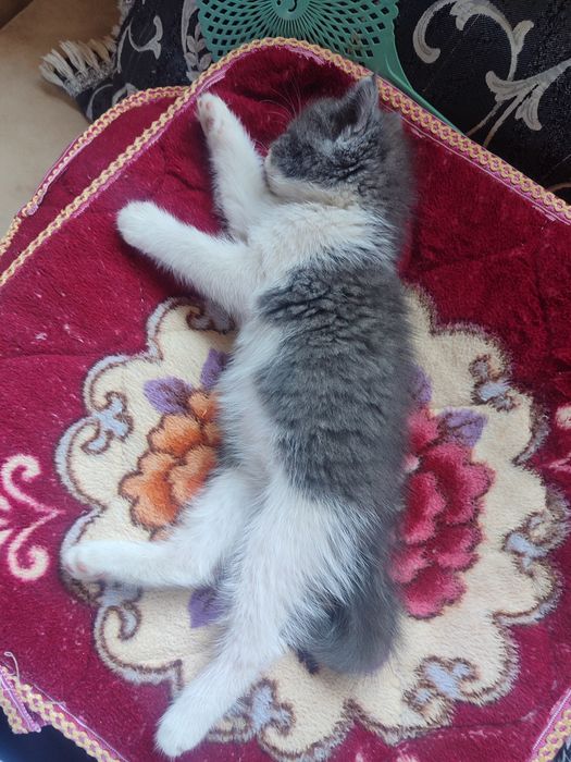 Котенок домашний