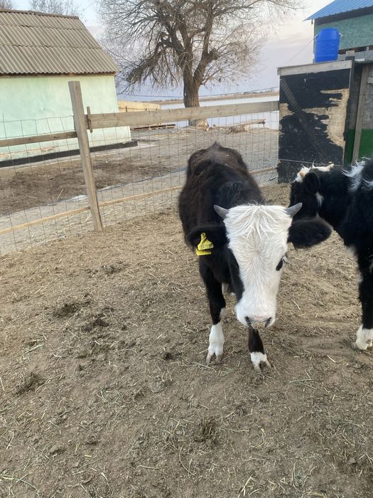 Бычки, мал баспак