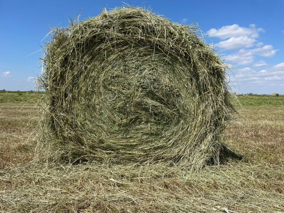 Продам сено в рулонах в тюках