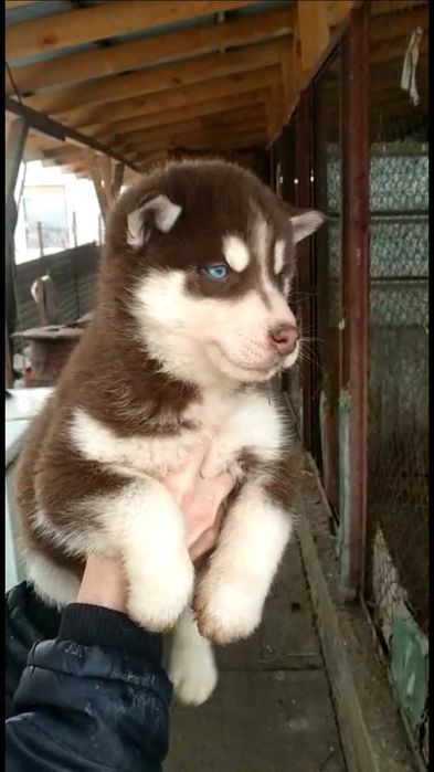 Шоколадная 2 х месяч принцесса хаски