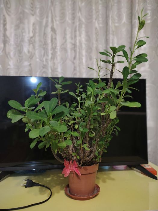 Цветы комнатные взрослые