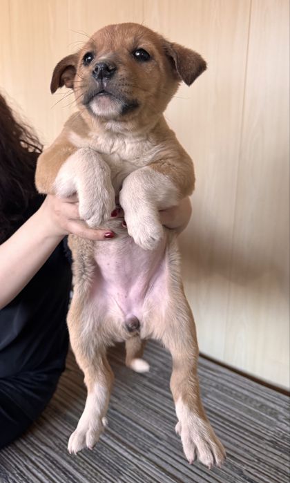 Крупные щенки в добрые руки.