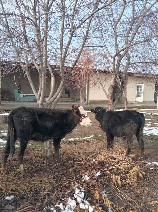 2 buzoqcha sotiladi 1tasi erkak 2 chisi urg'ochihi
