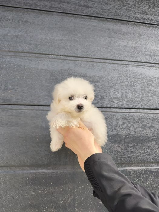 Bichon maltesse mini toy