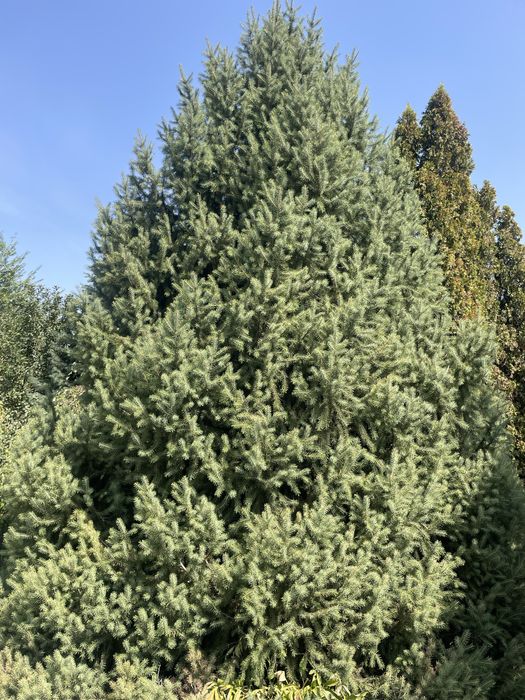 Елки и можевельники