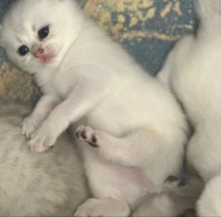 Мальчики, в белые шиншиллы и левлые