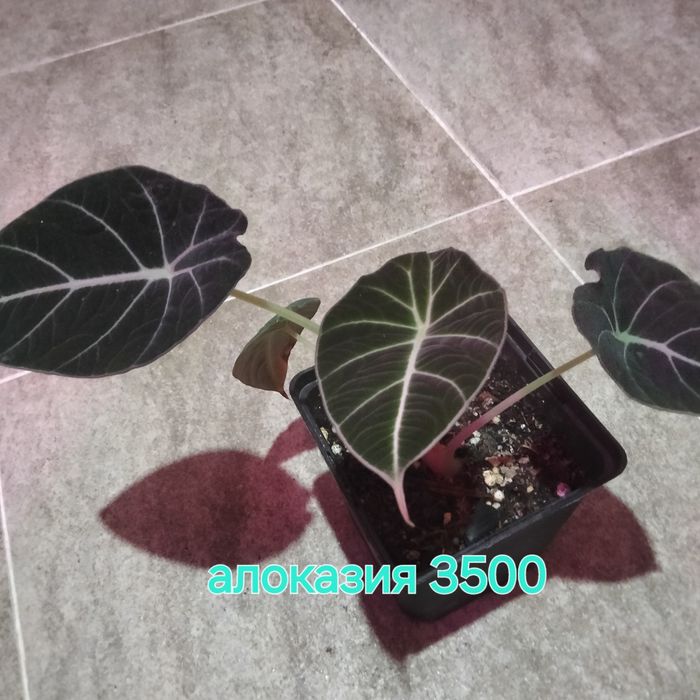 Комнатные растения одоптированые