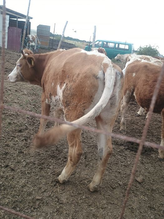 Vând junica baltata